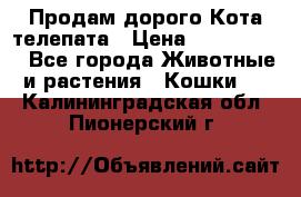  Продам дорого Кота-телепата › Цена ­ 4 500 000 - Все города Животные и растения » Кошки   . Калининградская обл.,Пионерский г.